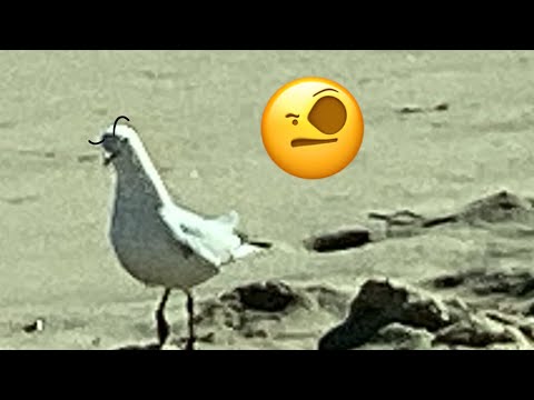 Pelican Eats Pigeon But Animated