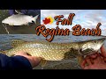 Video Thumbnail for Fall Wader Fishing Regina Beach for Pike and Surprise Catch. Giant 22 Inch Tullibee aka Cisco!! (HD)