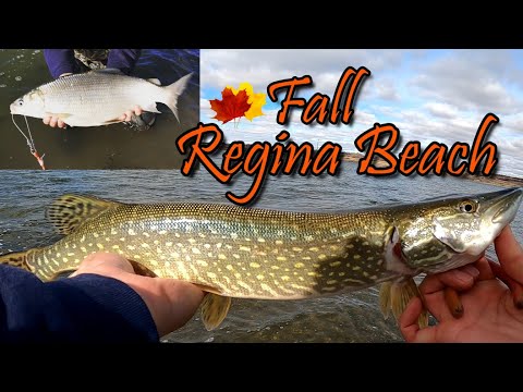 Fall Wader Fishing Regina Beach for Pike and Surprise Catch. Giant 22 Inch Tullibee aka Cisco!! (HD)