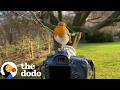 Wild Robin Who Wouldn't Leave Man Alone Changes His Life Forever | The Dodo
