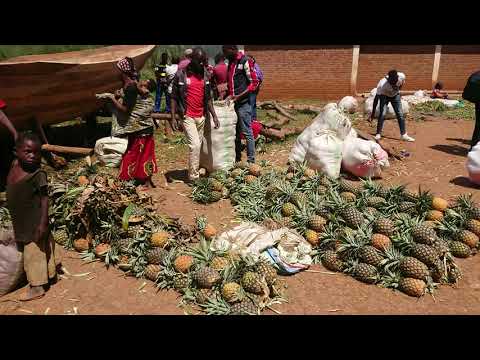 Visit drc, idwji Island via Goma or bukavu