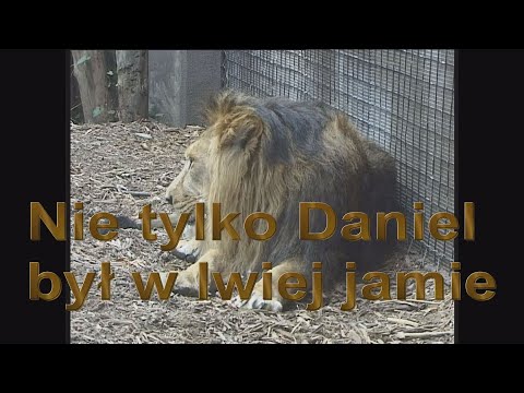 Nie tylko Daniel był w lwiej jamie - Józef Brandys