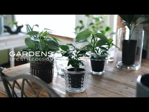 ホワイトスクイル 植物