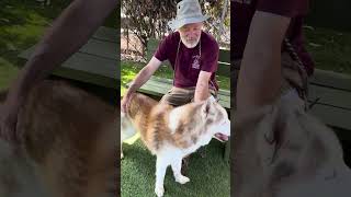 Video preview image #1 Siberian Husky Puppy For Sale in Pasadena, CA, USA