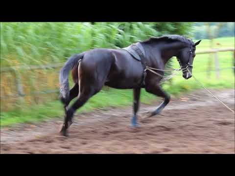 2 jähr. Hengst von Don Nobless - Hochadel