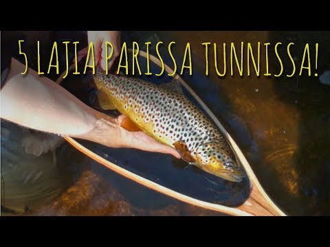 5 kalalajia parissa tunnissa! | Perhokalastus
