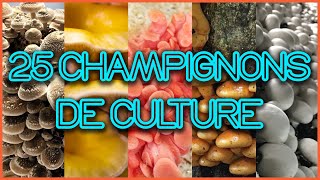 🍄 25 CHAMPIGNONS COMESTIBLES et MÉDICINAUX à CULTIVER