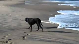 preview picture of video 'A Dog's Dream Come True-Nags Head Oceanfront Vacation Rental'