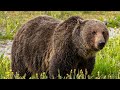 Grizzly Tragedy A Fatal Encounter In Banff National Park