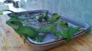 Green Mexican iguana-Modern Iguana Breeding and details