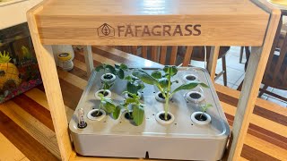 Update on New FAFAGRASS Hydroponics System | Transplanting Seedings to the Big Garden | EverCrest
