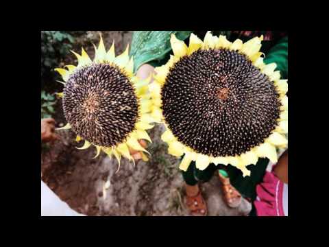 Revitalize Local Food Production in Afghanistan