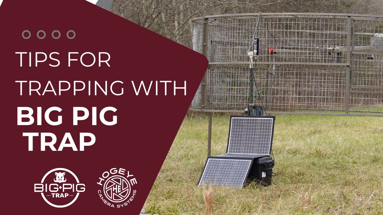 Tips for Trapping with Big Pig Traps