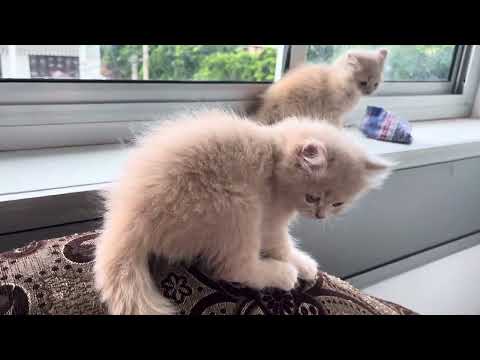 When You’re Small but Walk Like a King 😼