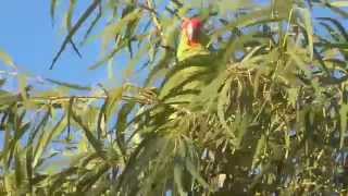 preview picture of video 'Red-lored parrots Brownsville Texas'