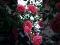 Most Beautiful Roses In The World Rose