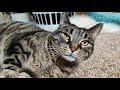 Big Tabby Cat Meowing And Being Sweet Chillin With Luna