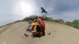 Windy day dog fighting with hawks. FPV