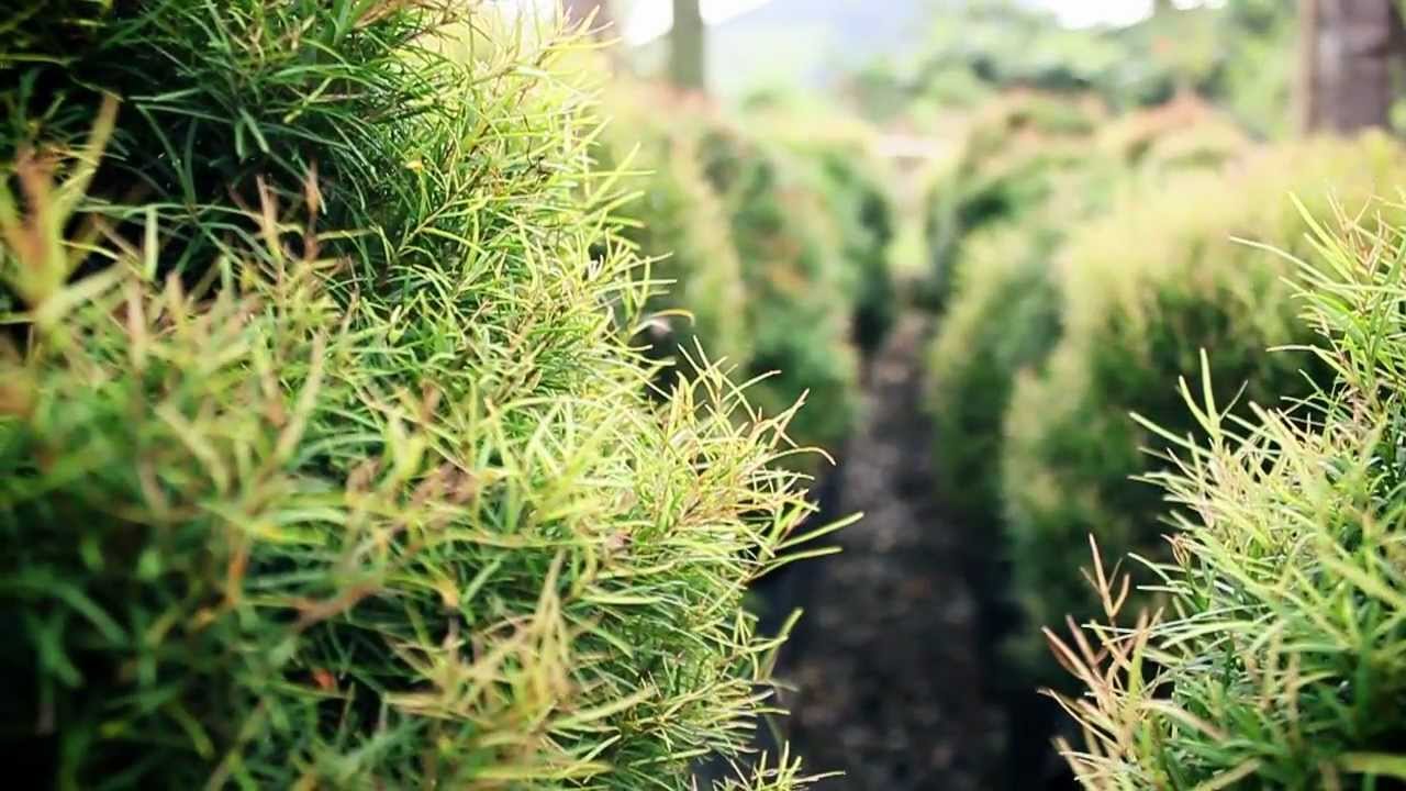 Mudas de Dona Euzébia