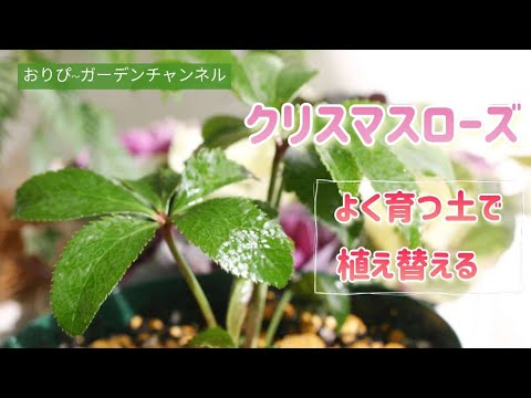クリスマスローズについて詳しく解説