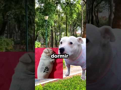 LOS PERRITOS 💀