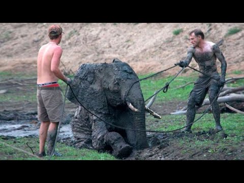 Мужчины спасли слонёнка, и дикие слоны тут же нашли способ отблагодарить людей!