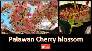 Palawan Cherry blossom / Balayong growing from seeds