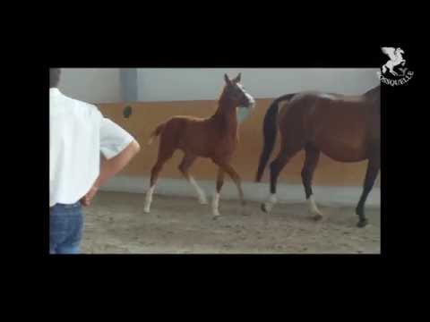 Trakehner Stutfohlen ROSALIE