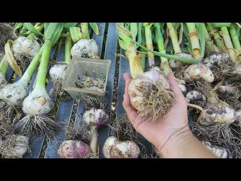 Garlic Harvest 2023