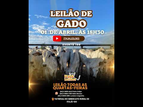 LEILAO DE GADO DA ITAJÁ LEILÔES
