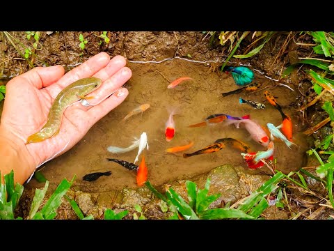 Wow! Looking for betta fish, colorful fish, small fish, catfish, and many other types of fish, Fish