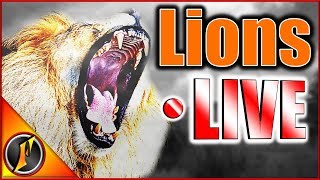 Lions are Officially Released!