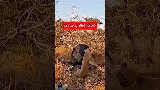السر الذي يجعل العملاقلا يهاب زئير الأسود 🦬🔥#shorts