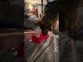 Tickle Me Elmo Reaction Part 3 Of 4
