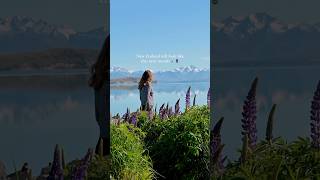 Nothing sweeter than lupine season in New Zealand 🪻🇳🇿Chasing the colors of lupines #travel #vlog