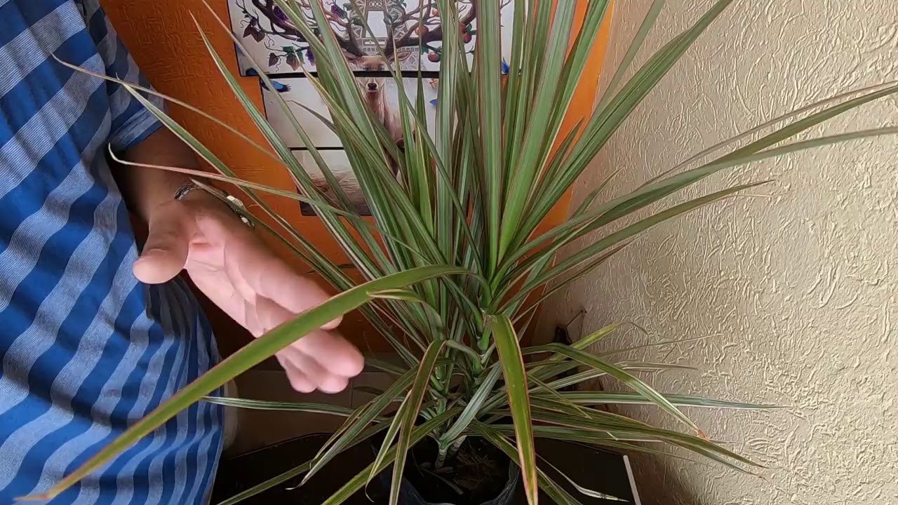 Watch PLANTA MARGINATA / DRACENA MARGINATA / DRACENA REFLEXA #202 Now PLANTA MARGINATA / DRACENA MARGINATA / DRACENA REFLEXA #202