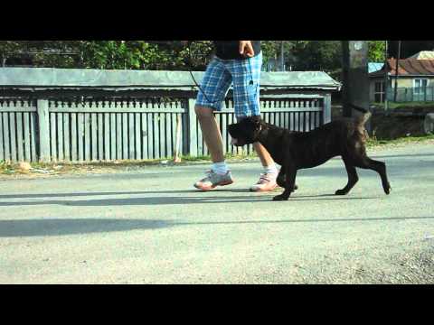 Carina  Constantin Kennel