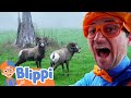 Blippi Learns About Animals At The Wildlife Park Fun Blippi Animals Educational Videos For Kids