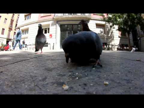 Sickonce - Perto_urbe_acção