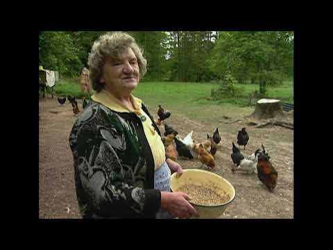 PROVINCE: Rendas sieva