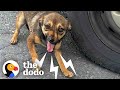 Stray Dog On Busy Street Asks Woman For Help The Dodo