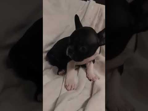 Lissa the frenchton girl