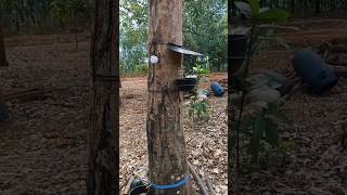 Download lagu smart work of Thai rubber farmers #rubberfarmers #shotrs mp3 Download lagu smart work of Thai rubber farmers #rubberfarmers #shotrs mp3