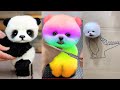 Cute Pomeranian Puppies Doing Funny Things 4 Cute And Funny Dogs Mini Pom