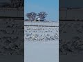 Delta Snow Goose Festival