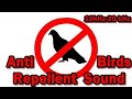 Anti Birds Repellent Sound - 10kHz -20kHz #chase the bird away #avoid bird #stop bird
