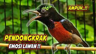 Download lagu SUARA BURUNG KOLIBRI NINJA GACOR FULL ISIAN ROLL TEMBAK !! PANCINGAN KONIN BAHAN AGAR CEPAT EMOSI mp3