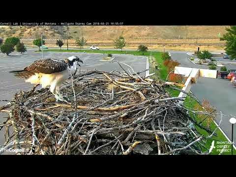 Hellgate osprey 8 21 18 819pm sm headless by Iris & 826pm lg headless fish by Louis for Lele