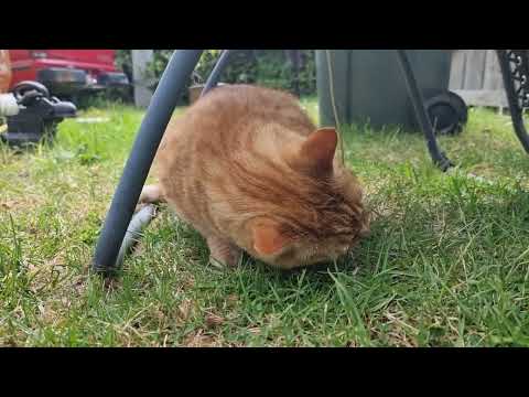 my cat eating a mouse he caught