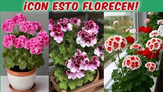 Cómo cuidar geranios para que florezcan TODO el año | Fertilizantes, poda y reproducción